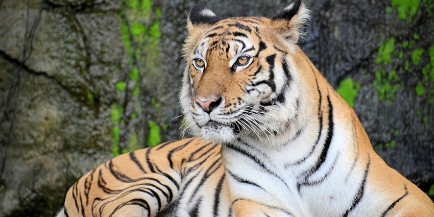 Spot big cats in Kalesar during a jungle safari near Delhi for travellers to visit.