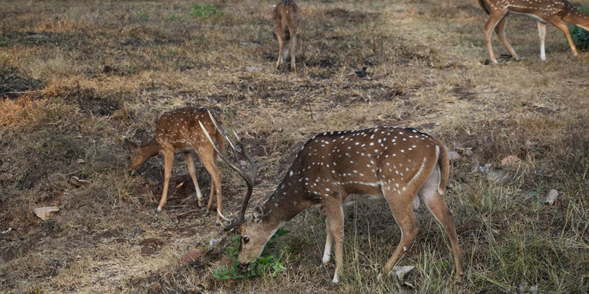 An image of two spotted dears roaming around in the greenery of a national park.