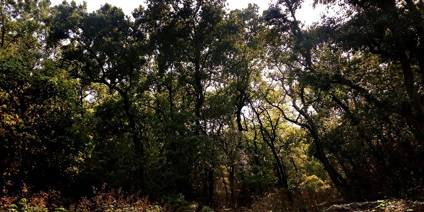Kalesar National Park is one of the best attractions for wildlife enthusiasts.