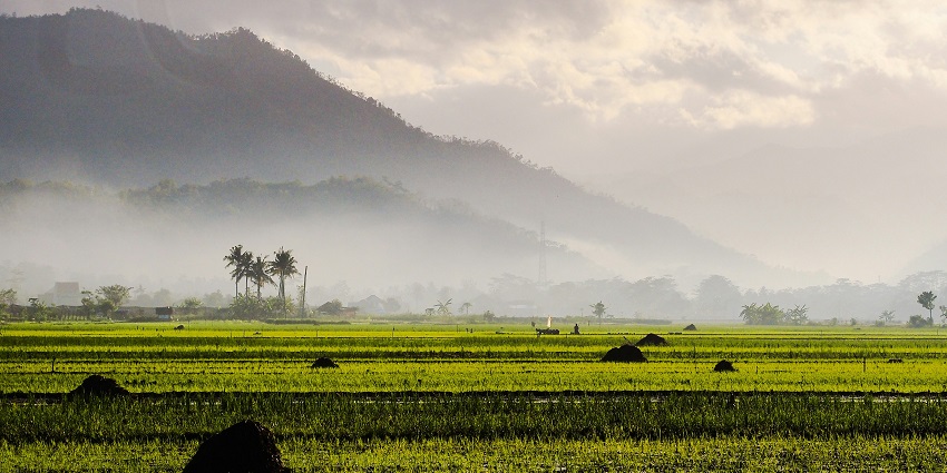 Kamal Basti, a famous tourist attraction in Karnataka featuring the lush green fields.