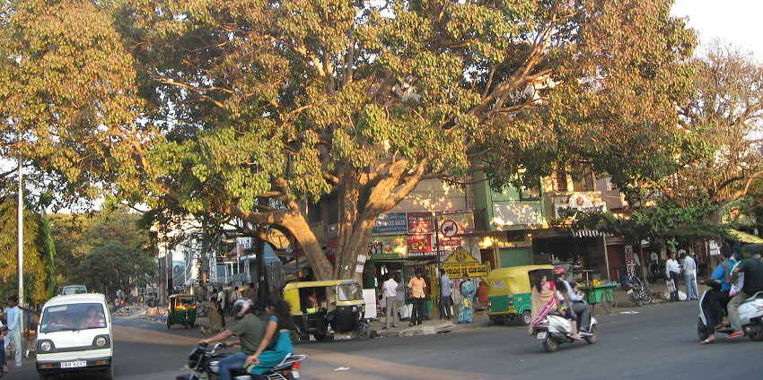 Peepal tree at junction of 27th Cross and Kanakapura Road.