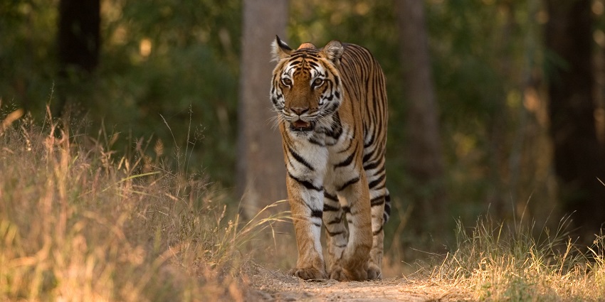A majestic Bengal tiger walking through the grasslands of Kanha National Park in Madhya Pradesh.