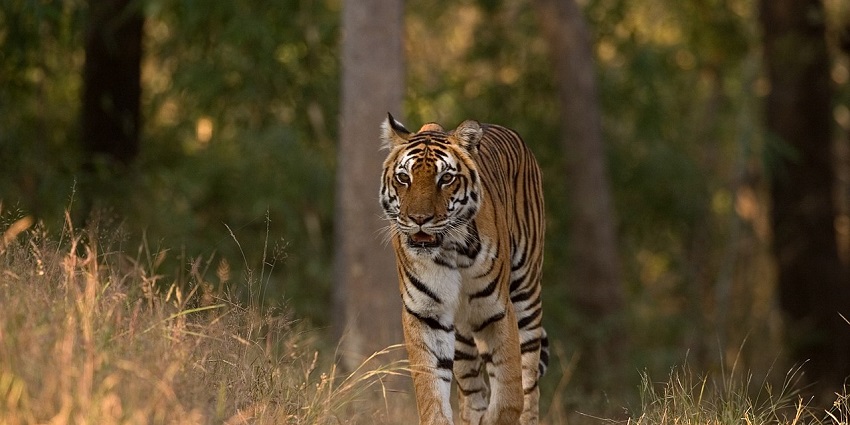Kanha National Park is one of the popular wildlife sanctuaries in Madhya Pradesh.