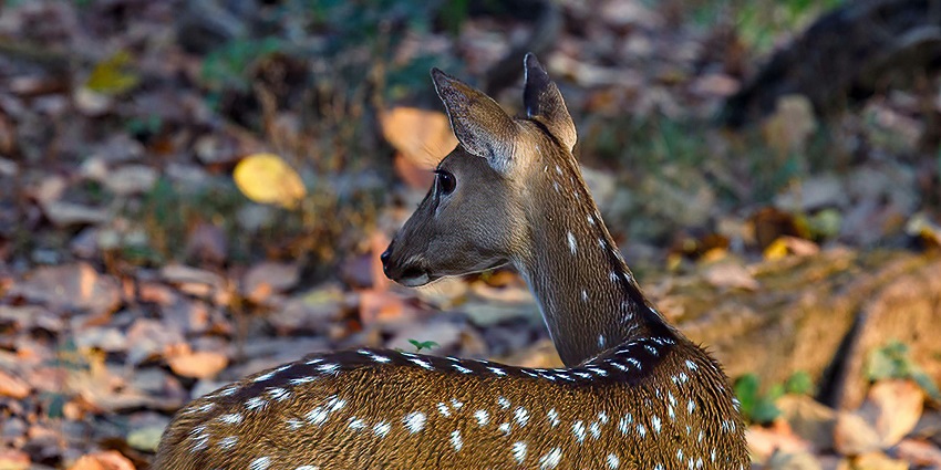 A deer in the meadows of Kanha Park, one of the best national parks in Madhya Pradesh.