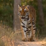 A view of the dramatic landscapes and the beautify Bengal tiger in the Kanha National Park.