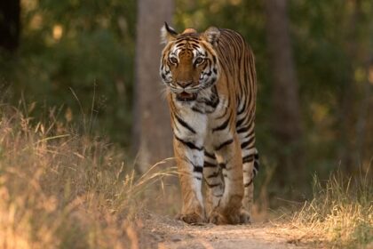 A view of the dramatic landscapes and the beautify Bengal tiger in the Kanha National Park.