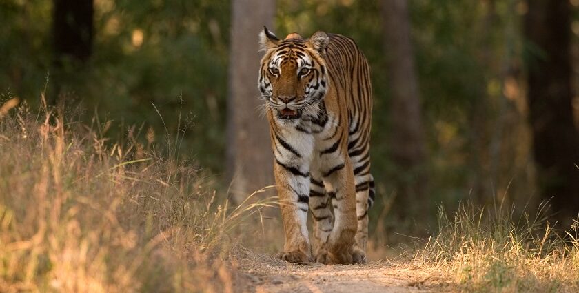 A view of the dramatic landscapes and the beautify Bengal tiger in the Kanha National Park.