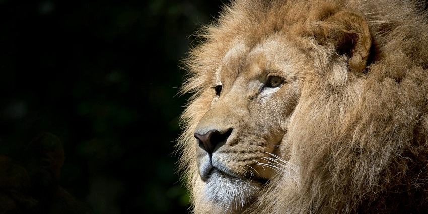 An image showing a lion in the middle of a field under a sky in the Kanha buffer zone.