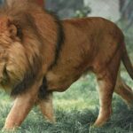 A glimpse of a lion standing on the lush grounds of Maharashtra surrounded by rocks.