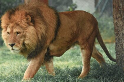 A glimpse of a lion standing on the lush grounds of Maharashtra surrounded by rocks.