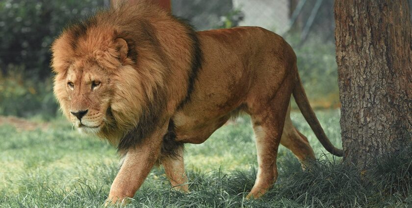 A glimpse of a lion standing on the lush grounds of Maharashtra surrounded by rocks.