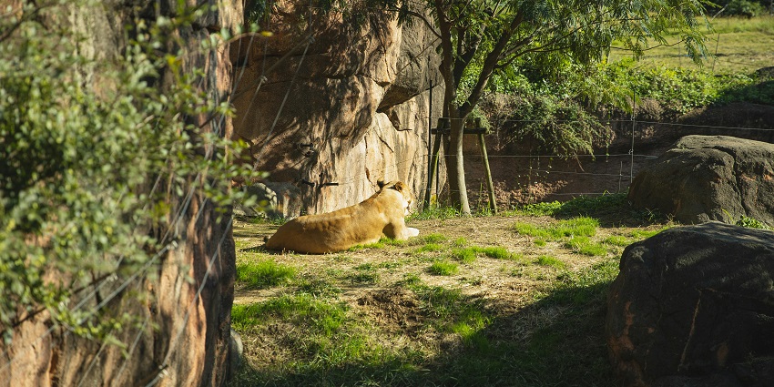 A view of the lioness resting in Kanyakumari Sanctuary, an exciting spot near Rameshwaram.