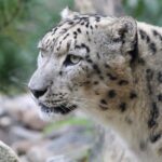 A breathtaking view of a snow leopard in a national park around lush greenery in the day.