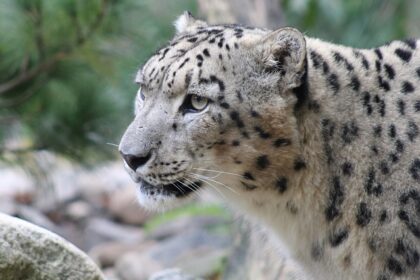 A breathtaking view of a snow leopard in a national park around lush greenery in the day.