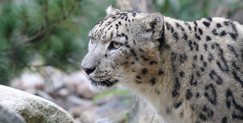 A breathtaking view of a snow leopard in a national park around lush greenery in the day.