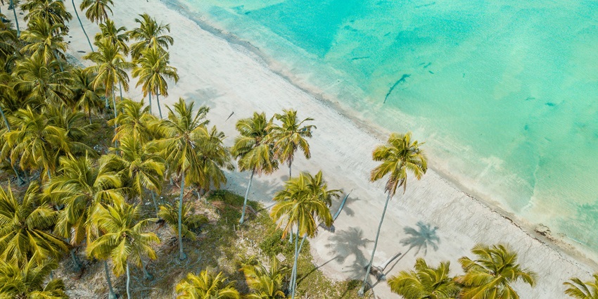 An aerial view of golden sands decked with swaying palm trees meeting the azure waves.