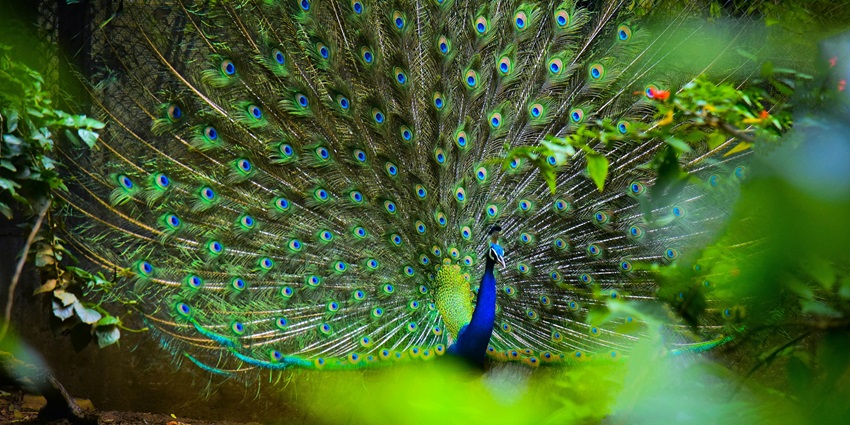 An image of Karanji Lake's serene waters, lush surroundings, and diverse wildlife.