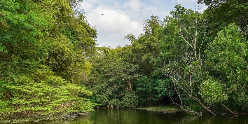 Karanji Lake, a place to visit near Mysore Palace, has rich greenery