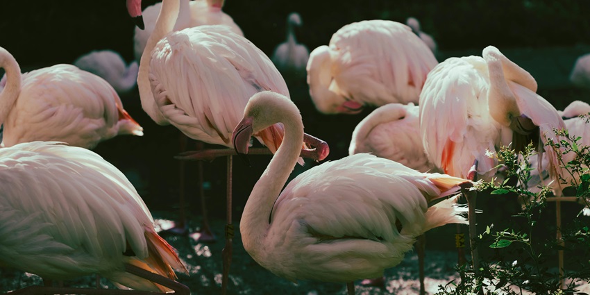 A view of Flamingos in a beautiful wetland, highlighting national parks near Tamil Nadu.