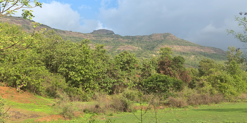 A picture of a greenery-filled alley in the Karjat hill station in Maharashtra