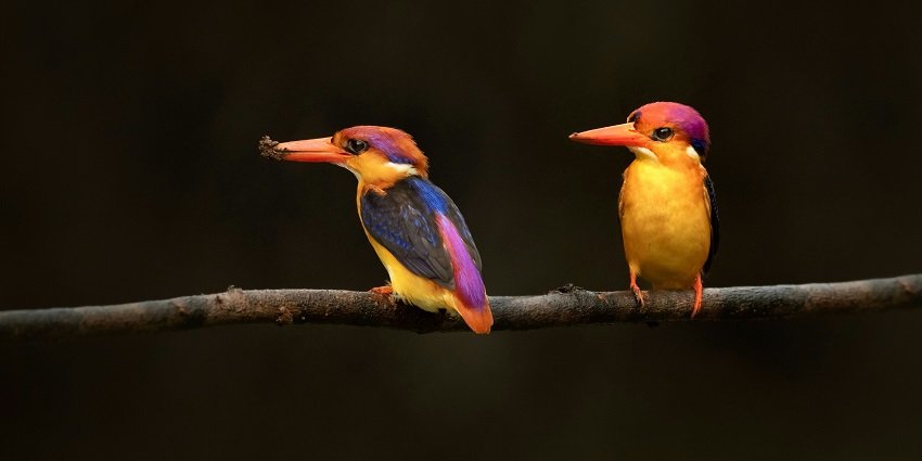 A glimpse of Oriental Dwarf Kingfisher which is one of the smallest kingfishers.