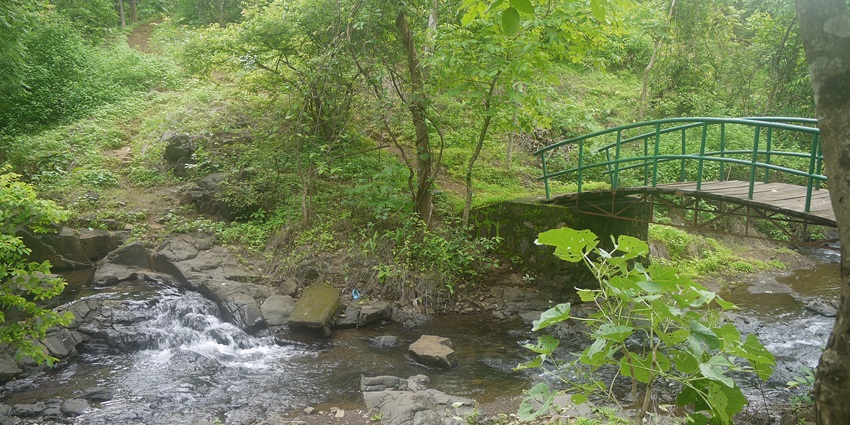 Greenery and water flowing below the bridge at a sanctuary perfect for camping in Palghar.