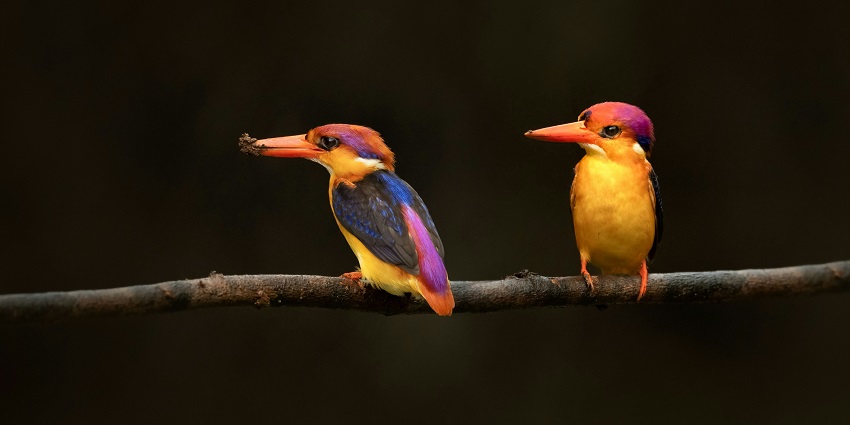 A picture of Karnala Bird Sanctuary, perfect for birdwatching and trekking opportunities.