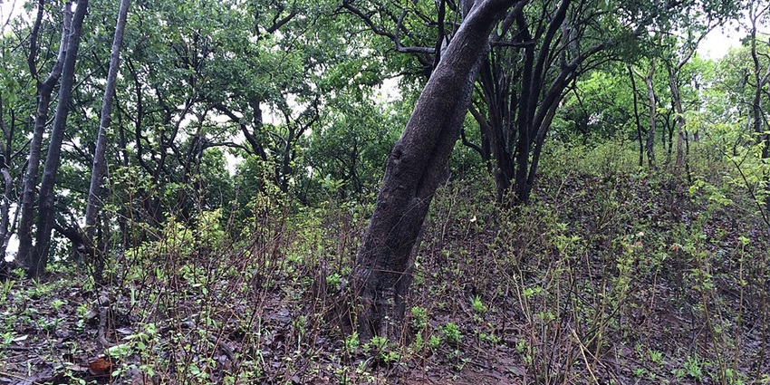 Entrance gate of Karnala Bird Sanctuary, a population destination near the Dronagiri Fort.