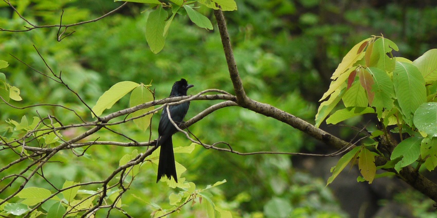 A picture of Karnala Bird Sanctuary, a top spot for trekking forts in Karnala.