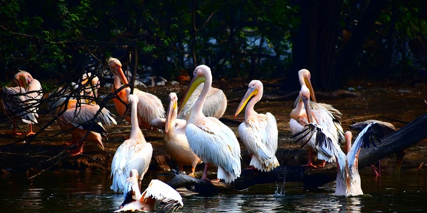Karnala Bird Sanctuary is another one of the places to visit near Dombivli for nature lovers