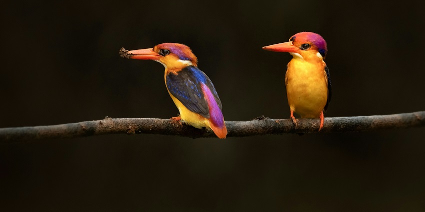 A picture of Karnala Bird Sanctuary–one of the best places to visit near Matheran.