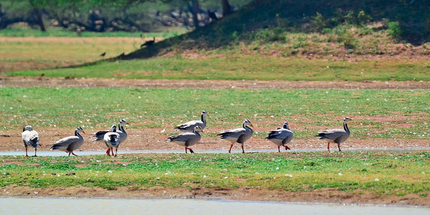 Vibrant view of Karnala Bird Sanctuary showcasing lush greenery and diverse birdlife