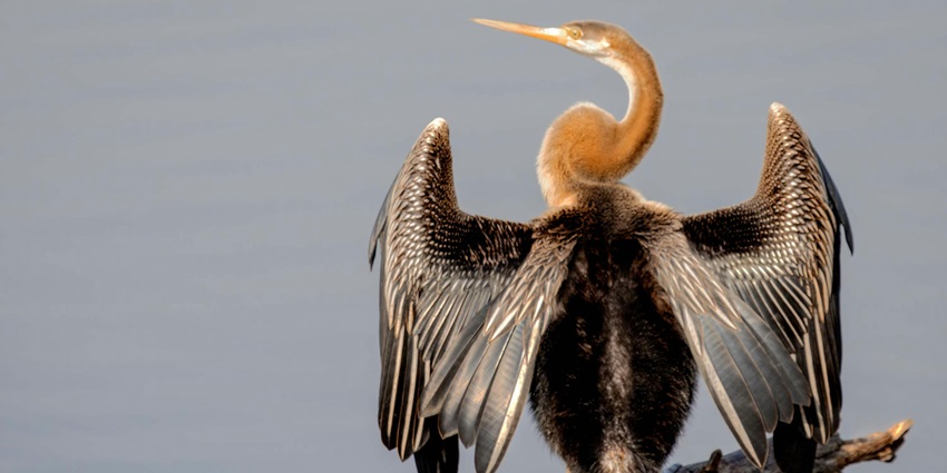 Karnala Fort and Karnala Bird Sanctuary offer a challenging trek and beautiful views.