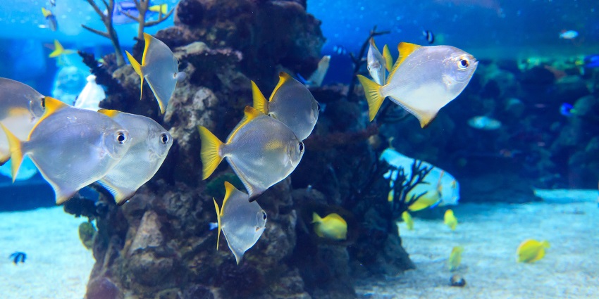 Karwar Aquarium is one of the places to visit in Karwar near the War Ship Museum.