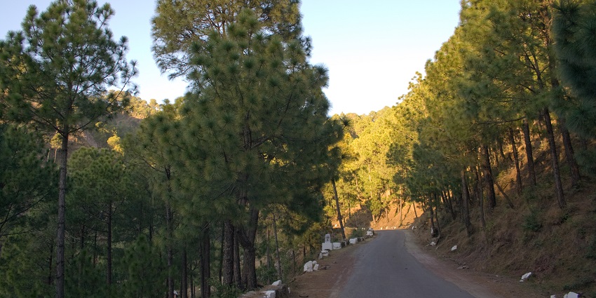 Flora along the way on the road trips from Delhi to Kasauli.