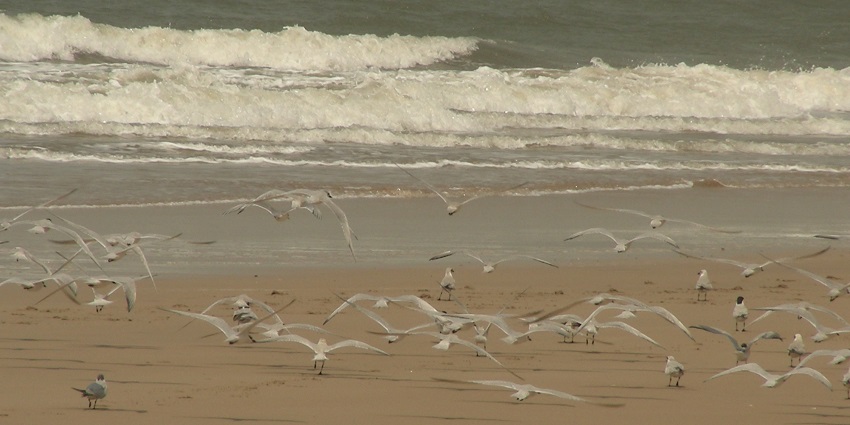Exquisite beach is known for white sands and picturesque sunsets.
