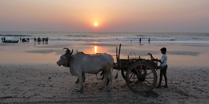 Sunset at Kashid Beach with a coconut seller and buffalo cart against vibrant skies.