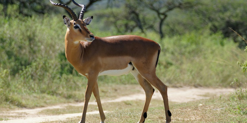 Image of an antelope at Katepurna Wildlife Sanctuary, one of the places to visit near Akola