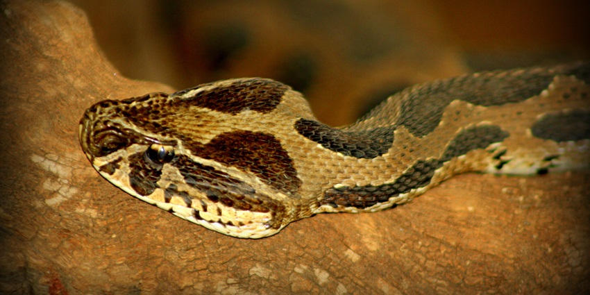 One of the best places to visit in Pune with family is the Katraj Snake Park, showcasing wildlife.