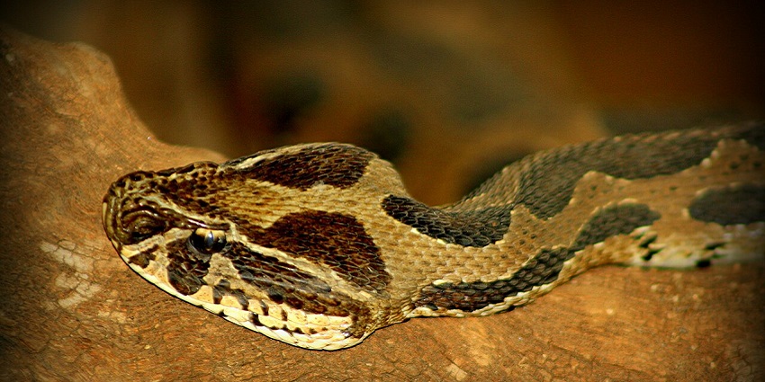 Snake at Katraj Udyan, one of the zoos in Maharashtra known for its diverse wildlife.