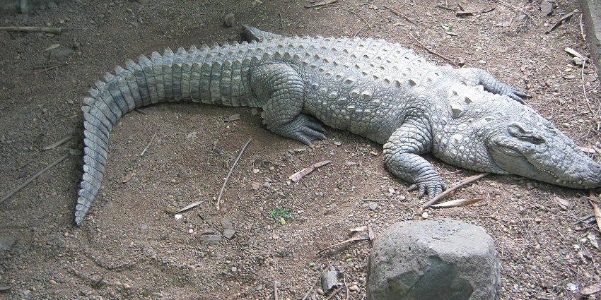 Close-up of a crocodile basking at Rajiv Gandhi Zoological Park, a highlight of Katraj.