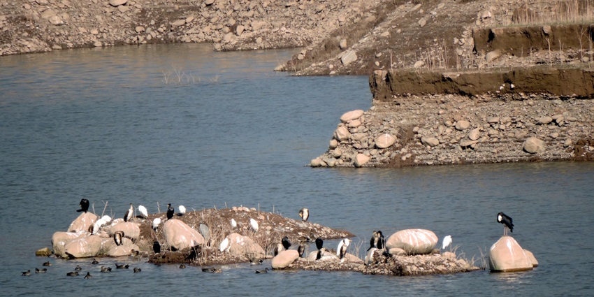 Migratory birds at Kaushalya Dam, a serene lake near Chandi Temple, Haryana.