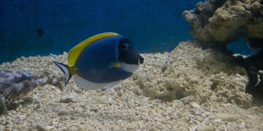 A picture of a fish at the Kavaratti Aquarium located near the Marine Museum Lakshadweep