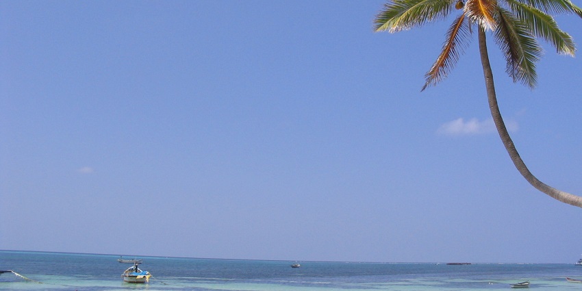 A picture of a beach near the Marine Museum Lakshadweep with a pine tree in frame