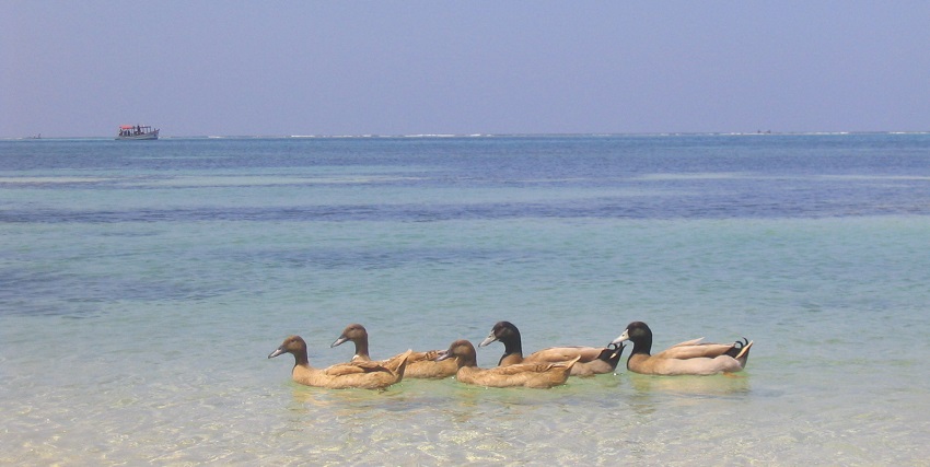 Kavaratti is another adventurous place for scuba diving in Lakshadweep for fun.