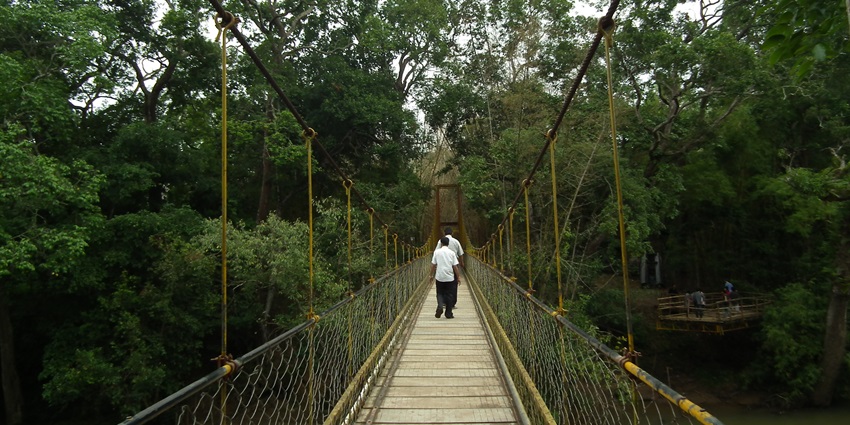 Lush scenic view from the hanging bridge in the Kaveri Nisargadhama Nature Park.