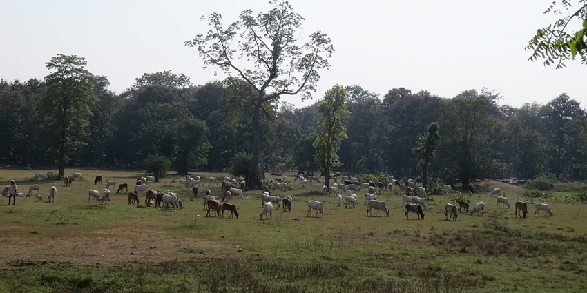 A picture of a large number of cattle grazing at a wildlife sanctuary near Nagpur