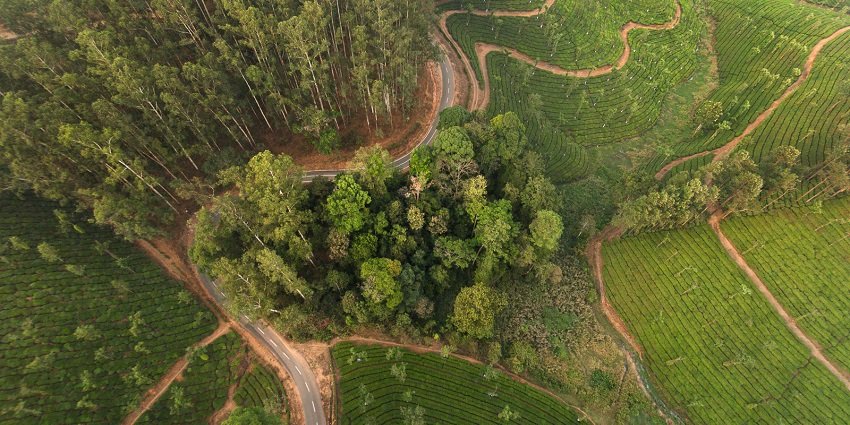 A bird’s eye view of the lush green vegetation of the sprawling Kelevarapalli Forest.