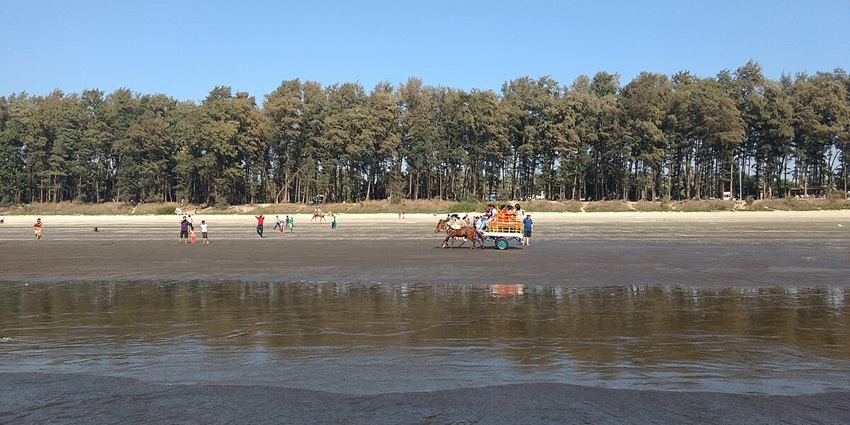 Kelva Beach is for camping in Palghar with people, a horse cart, and tall trees at the shore.