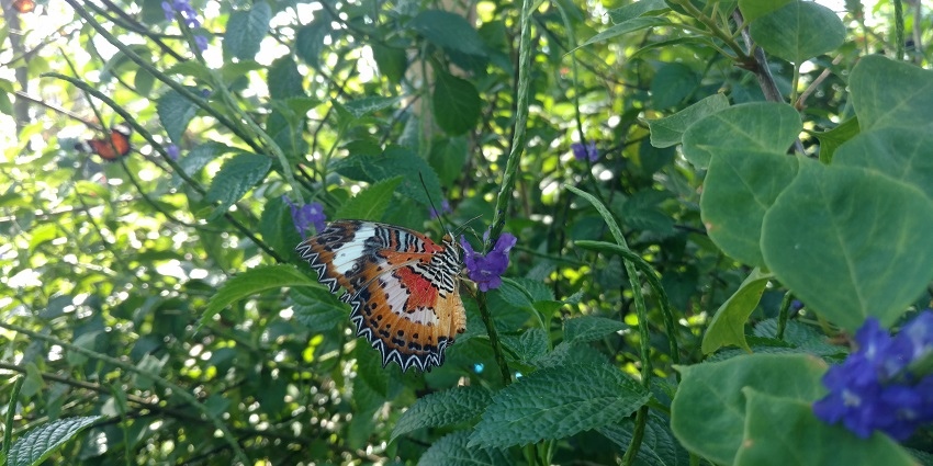 A colourful butterfly sitting on a flower at Kemenuh Butterfly Park.